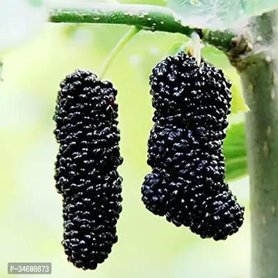 Natural Shahtootmulberry Plant