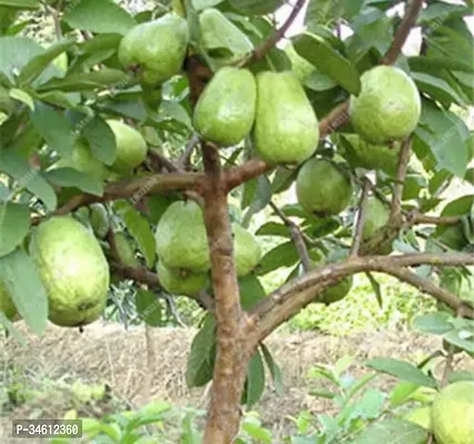 Natural Guava Plant-thumb0