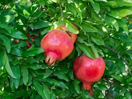 Natural Pomegranate Plant-thumb1