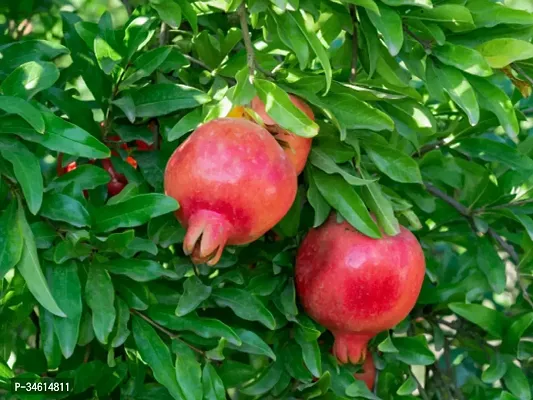 Natural Pomegranate Plant-thumb2