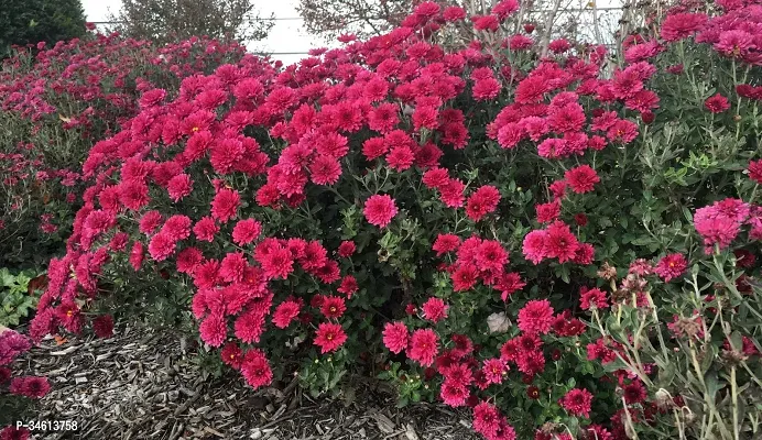 Natural Chrysanthemums Guldavari Plant-thumb2