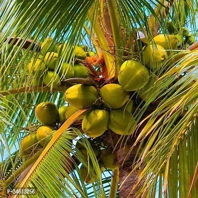 Natural Coconut Plant-thumb0