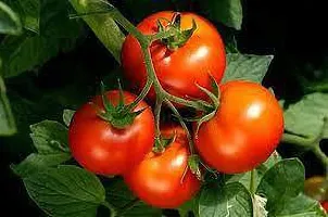 Natural Tomato Plant-thumb2