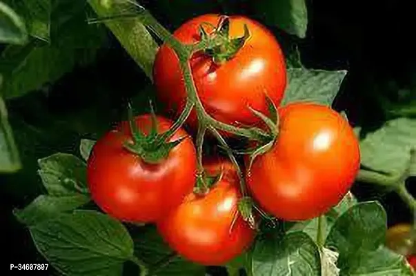 Natural Tomato Plant-thumb3