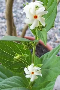 Natural Parijatharsingar Plant-thumb2