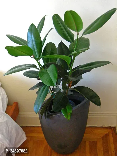 Natural Rubber Tree Plant-thumb0