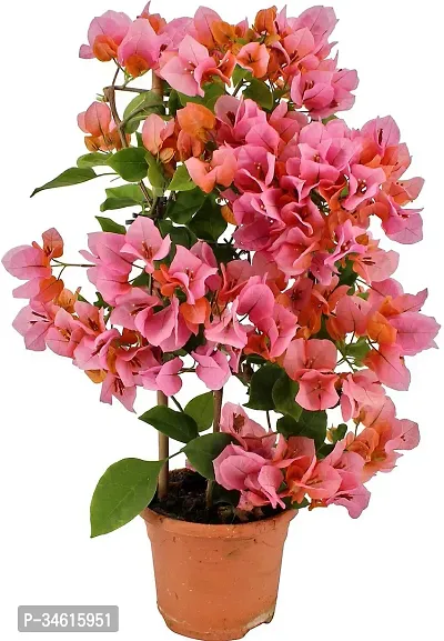 Natural Bougainvillea Plant-thumb0