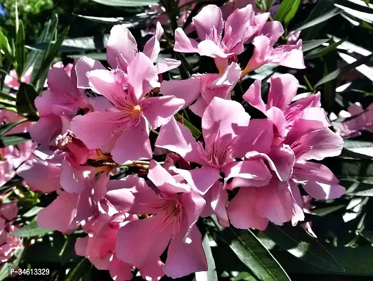 Natural Oleander Plant-thumb2