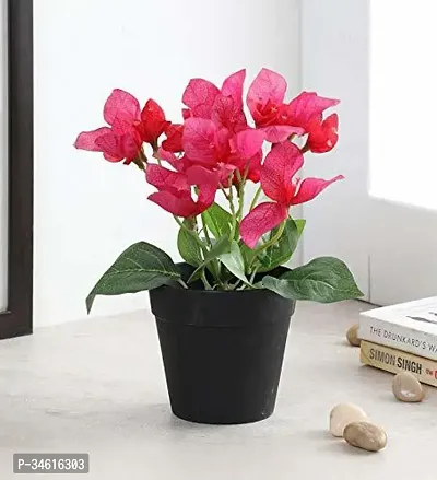 Natural Bougainvillea Plant-thumb0