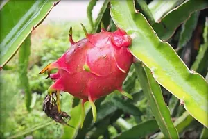 Natural Ashwagandhaindian Ginseng Plant-thumb1