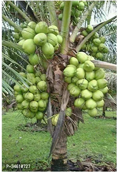 Natural Coconut Plant-thumb0