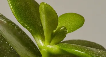 Natural Jade Plant-thumb1