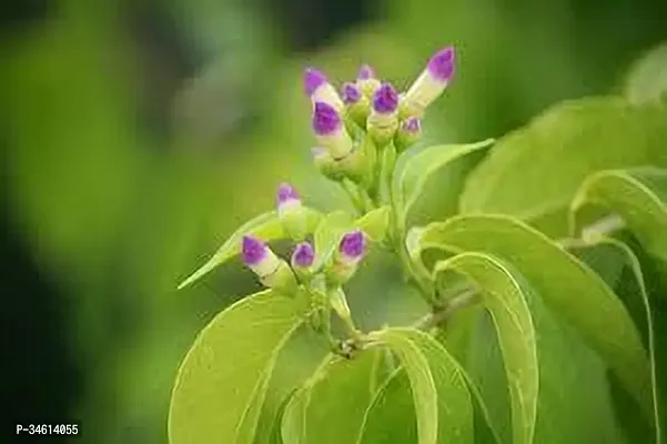 Natural Turtle Vine Plant-thumb0