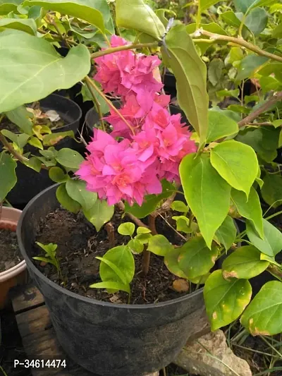 Natural Baugainvillea Plant-thumb0