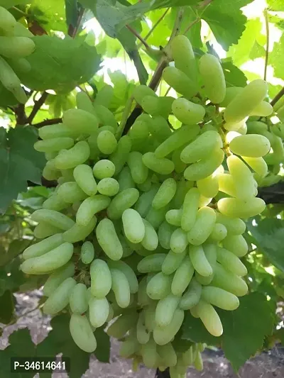 Natural Grapes Plant-thumb0