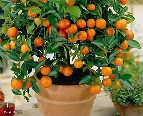 Natural Orange Plant-thumb0