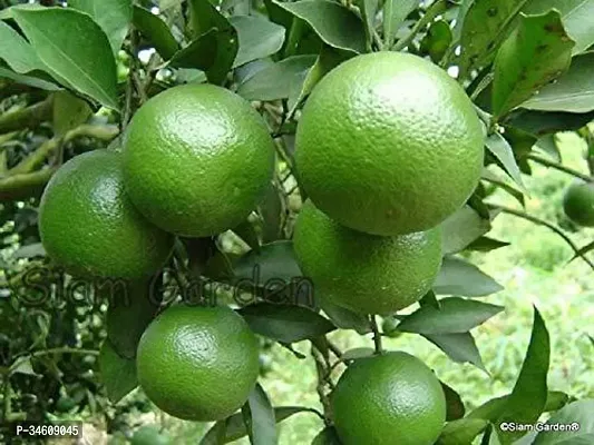 Natural Lemon Plant-thumb3