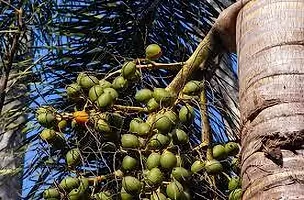 Natural Betel Nutsupari Plant-thumb2