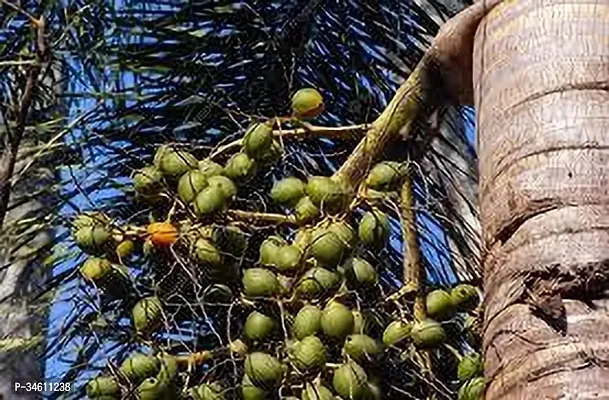 Natural Betel Nutsupari Plant-thumb3