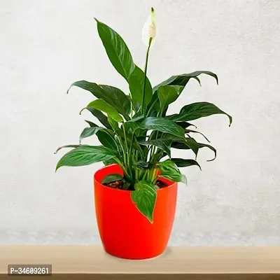 Natural Peace Lily Plant-thumb0