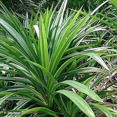 Natural Basmati Plant-thumb0