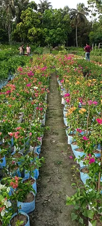 Natural Bougainvillea Plant-thumb2