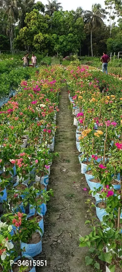 Natural Bougainvillea Plant-thumb3