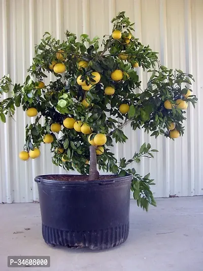 Natural Lemon Plant-thumb0