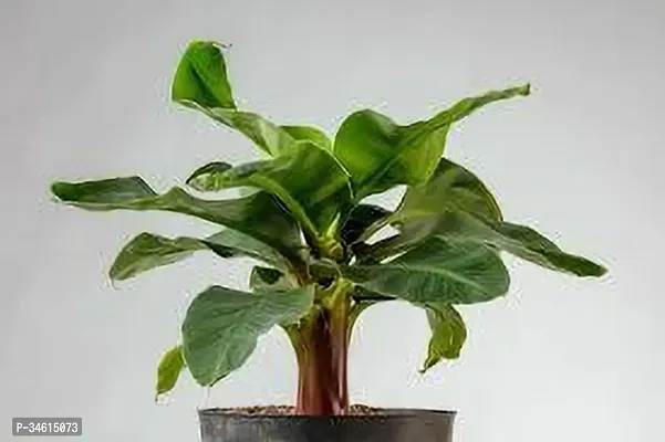 Natural Banana Plant-thumb2