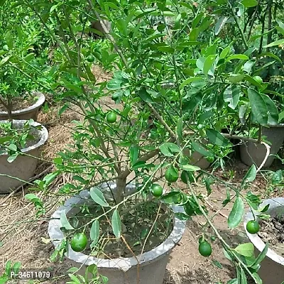 Natural Lemon Plant-thumb0