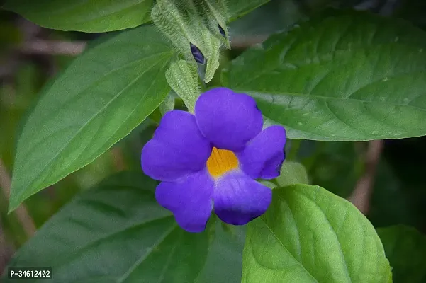 Natural Thunberjia Plant-thumb2