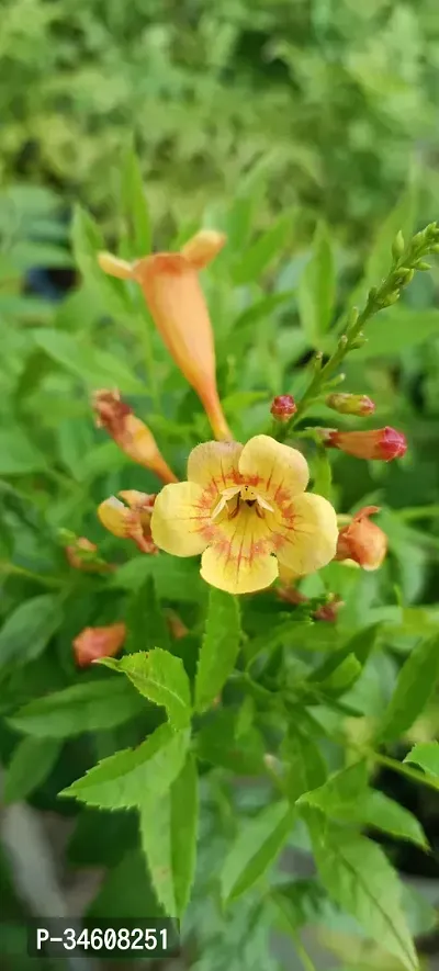 Natural Tecoma Plant-thumb2