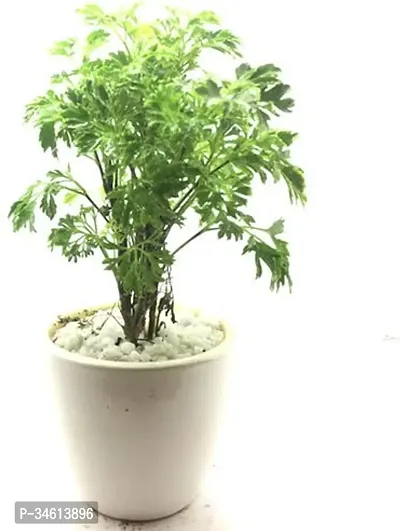 Natural Aralia Plant-thumb0