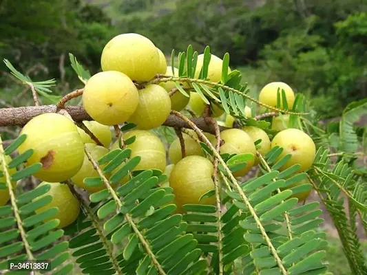 Natural Amla Plant-thumb0