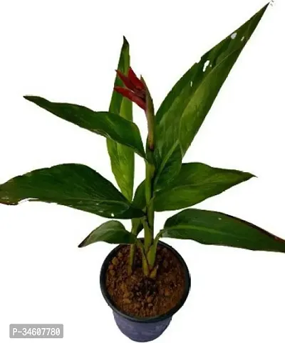 Natural Canna Lily Plant-thumb0