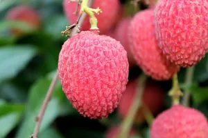 Natural Litchi Plant-thumb1