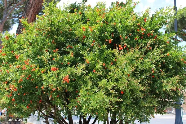 Natural Pomegranate Plant-thumb0