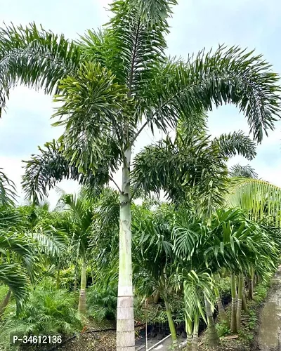 Natural Foxtail Palm Plant-thumb0