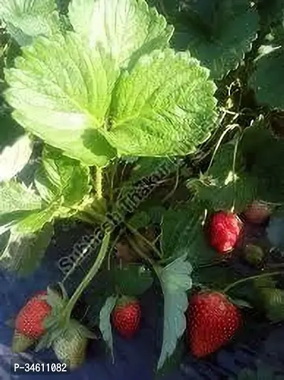 Natural Strawberry Plant-thumb0