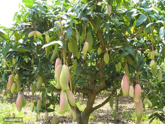 Natural Mango Plant-thumb0