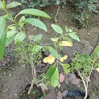 Natural Jamun Plant-thumb1