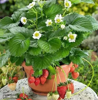 Natural Strawberry Plant