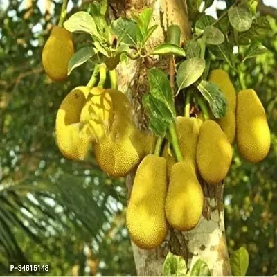 Natural Jackfruit Plant-thumb0