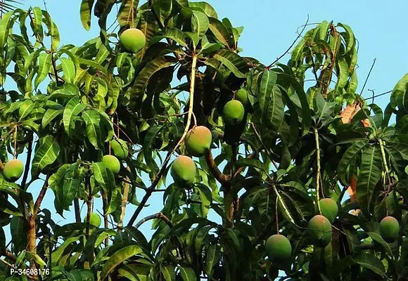 Natural Mango Plant-thumb0