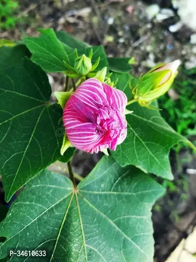 Natural Lotus Plant-thumb0