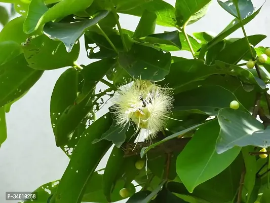 Natural Jamun Plant-thumb2