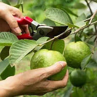 Natural Guava Plant-thumb2