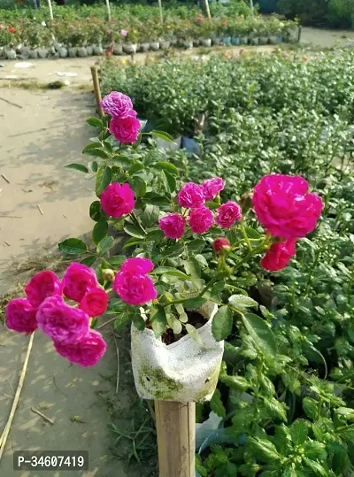 Natural Rose Plant-thumb0