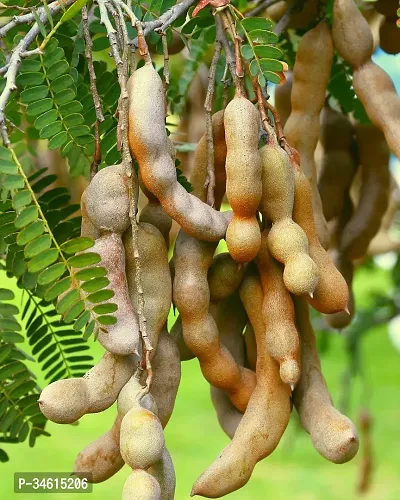 Natural Tamarind Plant-thumb0