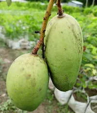 Natural Mango Plant-thumb1